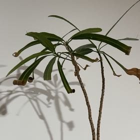 Photo of the plant species Gomphocarpus Physocarpus by @AthleticApple79 named Apollo on Greg, the plant care app