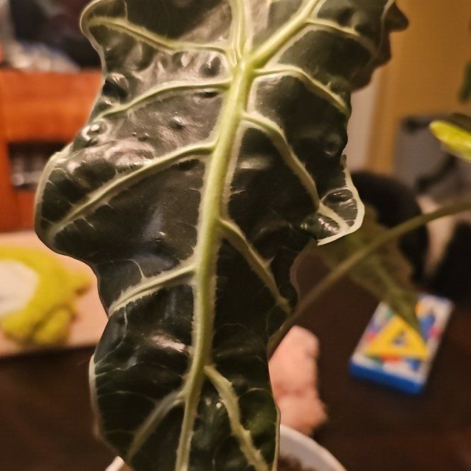 Photo of the plant species Pink Dragon by @FabAster27 named Cleopatra on Greg, the plant care app