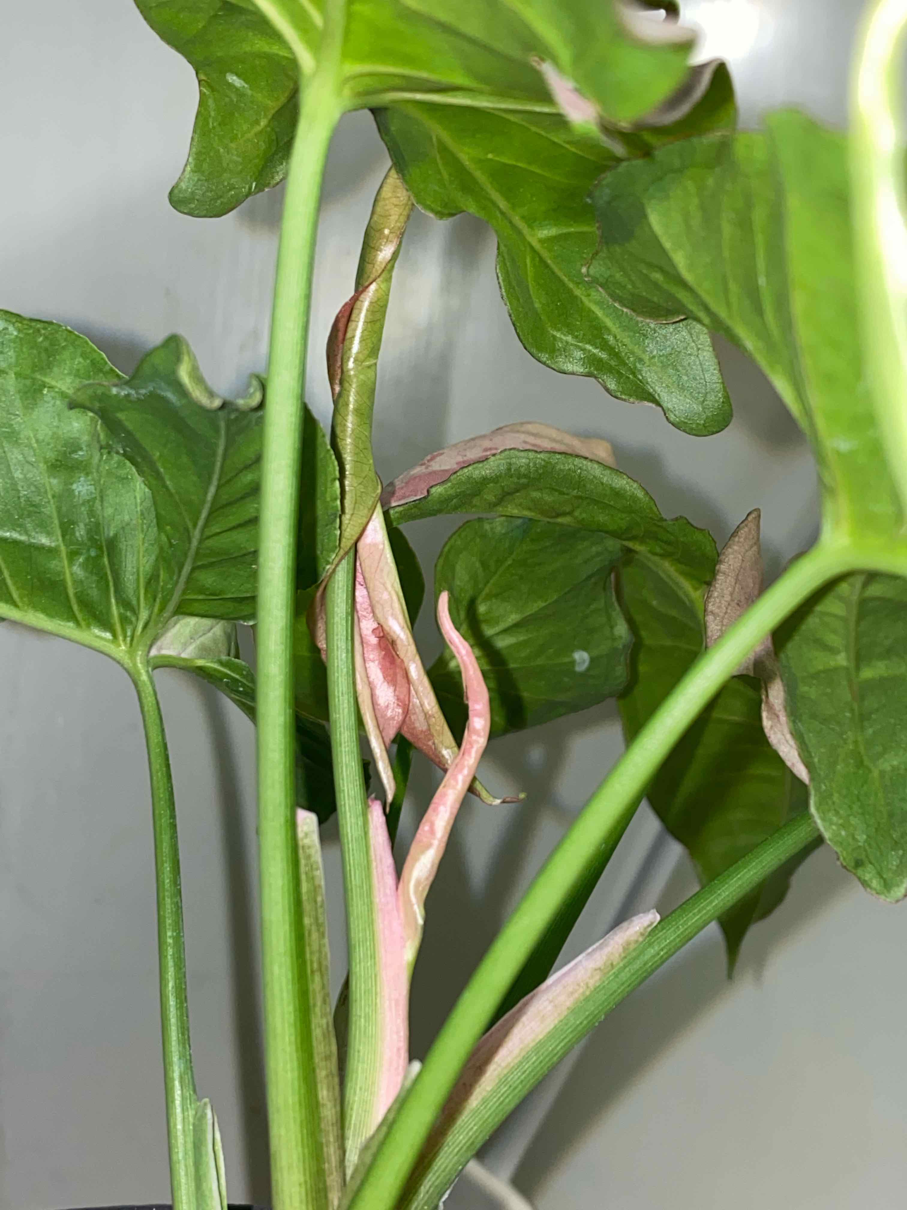 Syngonium 'Pink Spot' plant with green and pink leaves, some curling.