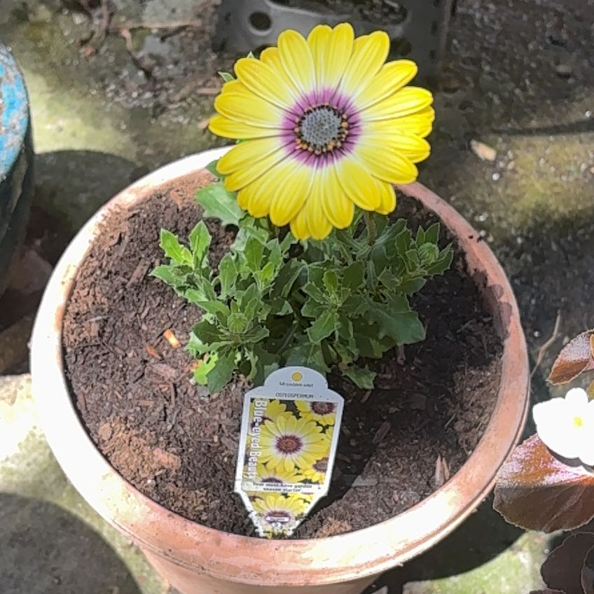Photo of the plant species Glandular Cape Marigold by @LordlyRosemoss named Daphne on Greg, the plant care app