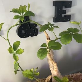 Photo of the plant species Cyphostemma cirrhosum by @KeySucc77 named Fernie Mercury on Greg, the plant care app