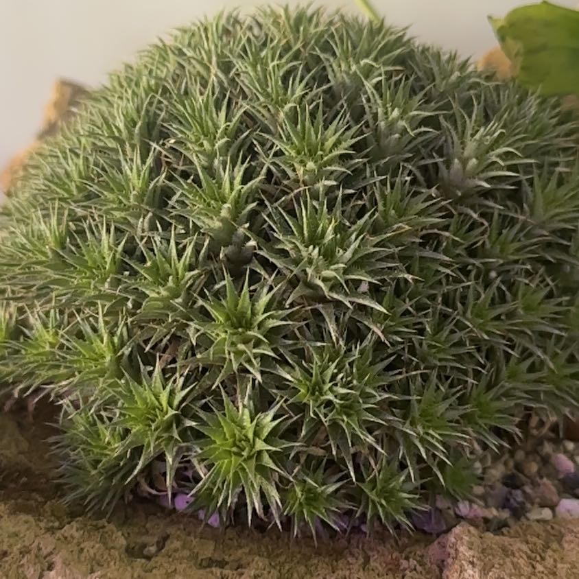 Plant care for Seramis Deuterocohnia on Greg, the plant care app