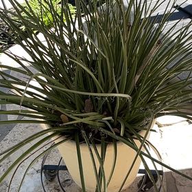 Photo of the plant species Red Hot Poker by @FunRedbeech49 named Fernie Mercury on Greg, the plant care app