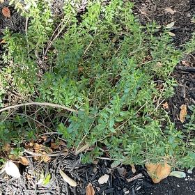 Photo of the plant species Box Holly by @FunRedbeech49 named Harmony on Greg, the plant care app