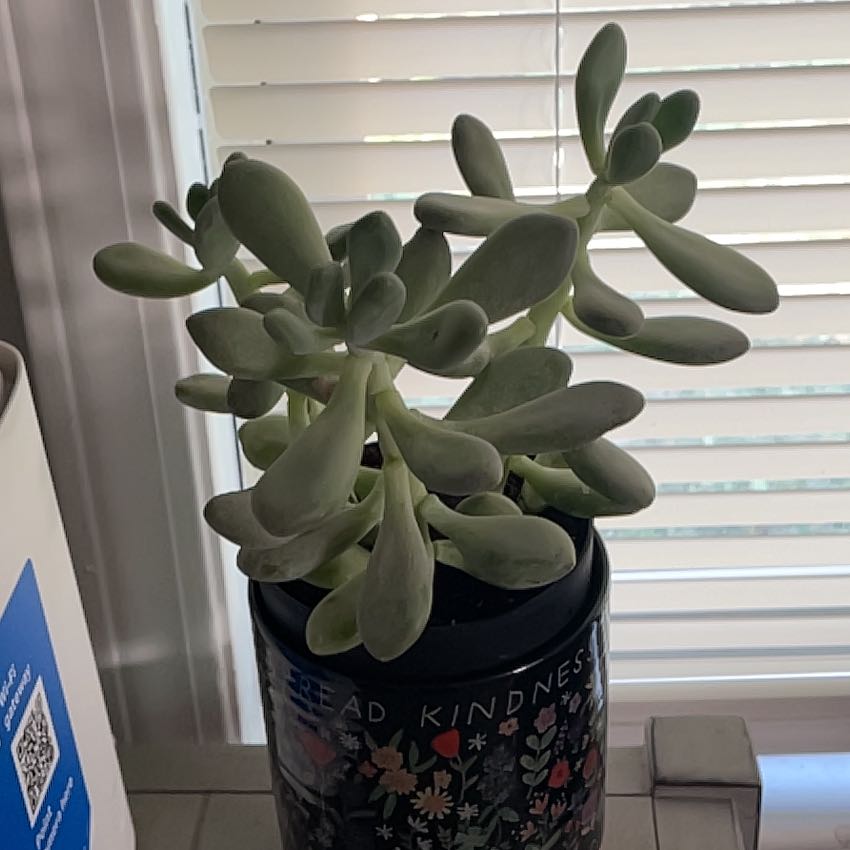 Photo of the plant species Silver Bracts by @BigwigDuranta23 named Spike Leaves on Greg, the plant care app