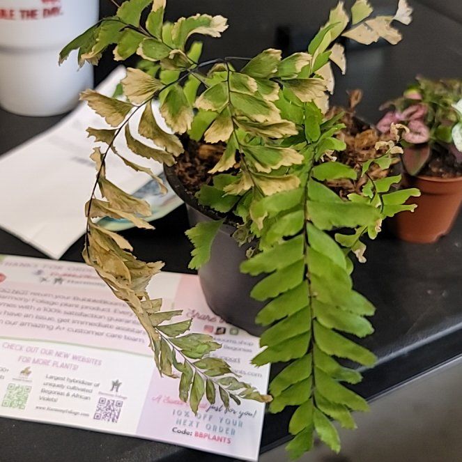 Photo of the plant species Cunningham's Maidenhair Fern by @ProFrithia60 named Plato on Greg, the plant care app