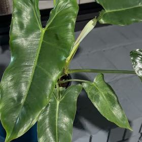 Photo of the plant species Paraiso Verde Philodendron by @ChipperBlueech4 named Kardashian on Greg, the plant care app