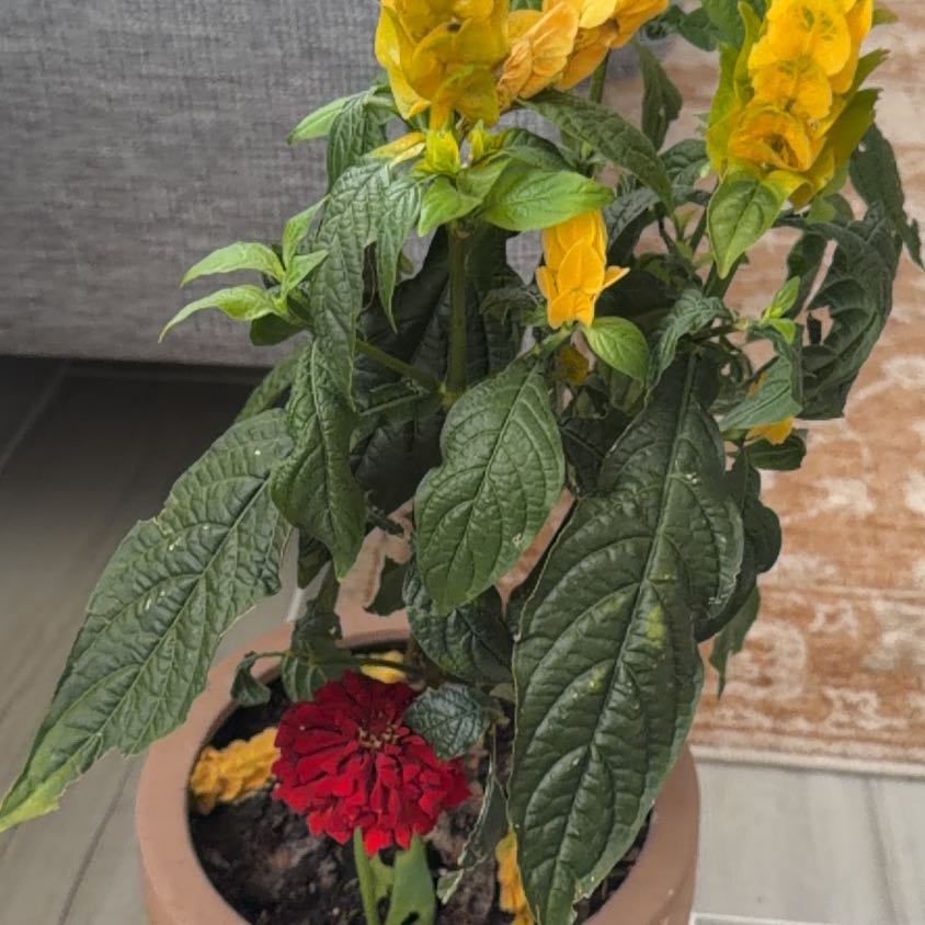 Photo of the plant species Lollipop Plant by @ChipperBlueech4 named Gates on Greg, the plant care app