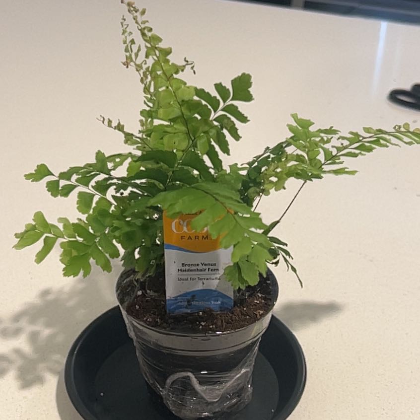Photo of the plant species Bronze Venus Maidenhair Fern by @GenialOnion29 named Emerson on Greg, the plant care app