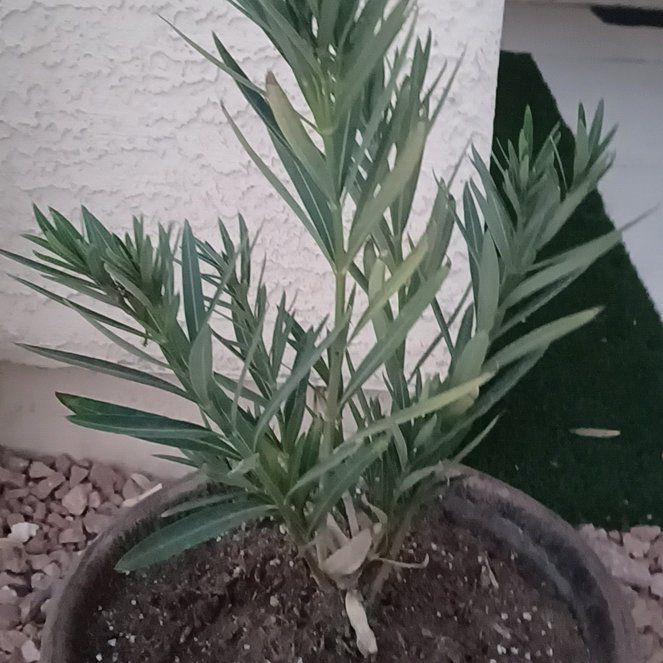 Photo of the plant species Dwarf Red Oleander by @StableKaro36 named Figyonce on Greg, the plant care app