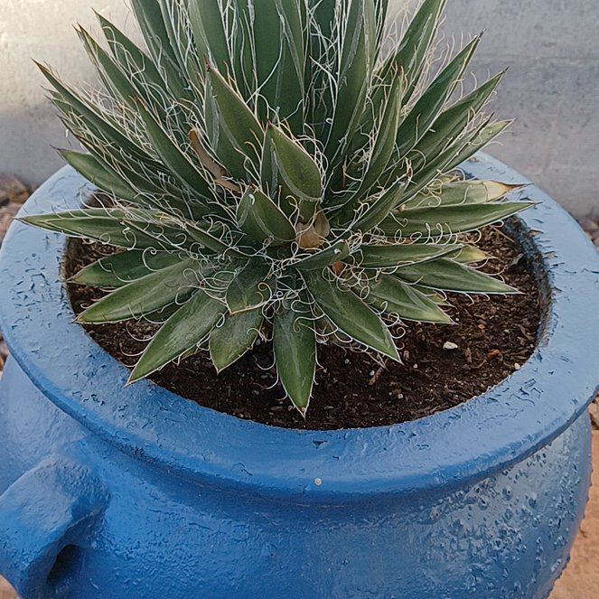 Photo of the plant species Century Plant by @StableKaro36 named Fernie Saunders on Greg, the plant care app