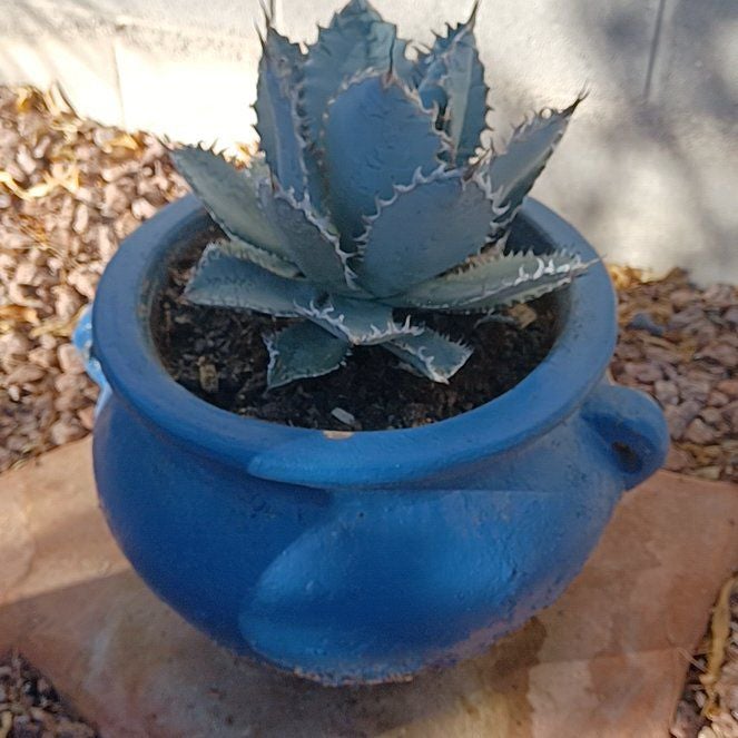 Agave 'Lions Mane': How Much Water & Light Does it Need to Thrive?
