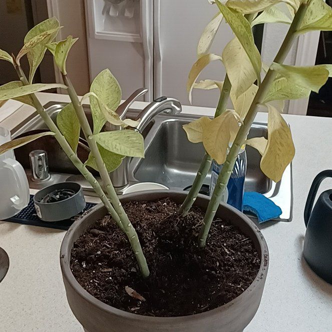 Photo of the plant species Jamaican poinsetta by @StableKaro36 named Sproutacus on Greg, the plant care app