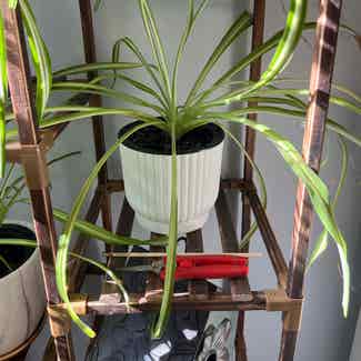 Spider Plant plant in Sardis, Tennessee