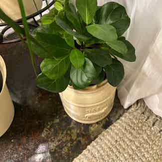 Fiddle Leaf Fig plant in Sardis, Tennessee