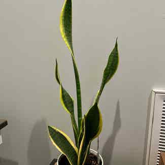 Snake Plant plant in Sardis, Tennessee