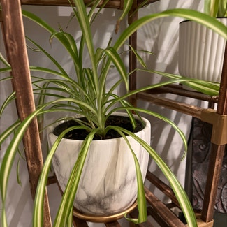 Spider Plant plant in Sardis, Tennessee