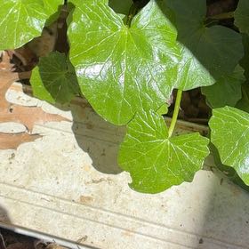 Photo of the plant species Ficaria verna by @AmusingMugwort named Kobe on Greg, the plant care app