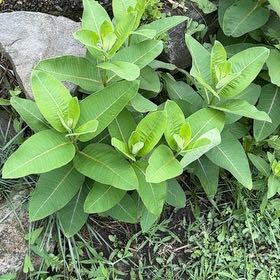 Photo of the plant species Asclepias Syriaca by @HomelyLancefern named Navajo on Greg, the plant care app