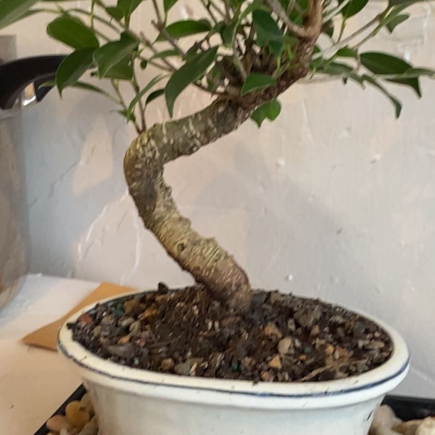 Photo of the plant species Golden Gate Ficus by @FastPansy38 named Orlando Bloom on Greg, the plant care app