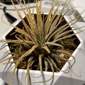 Photo of the plant species Tillandsia ionantha 'Guatemala' by @FastPansy38 named Golden savage on Greg, the plant care app