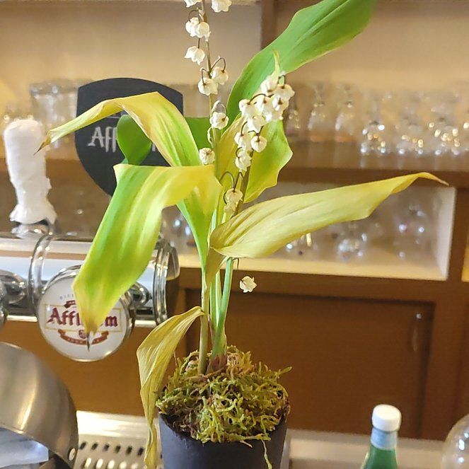 Photo of the plant species Lily-of-the-Valley by @smoldonutkitty named Bruce Lee on Greg, the plant care app