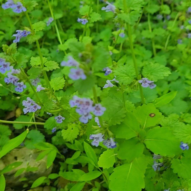 Photo of the plant species Creeping Charlie by @DefiantFern30 named Madonna on Greg, the plant care app