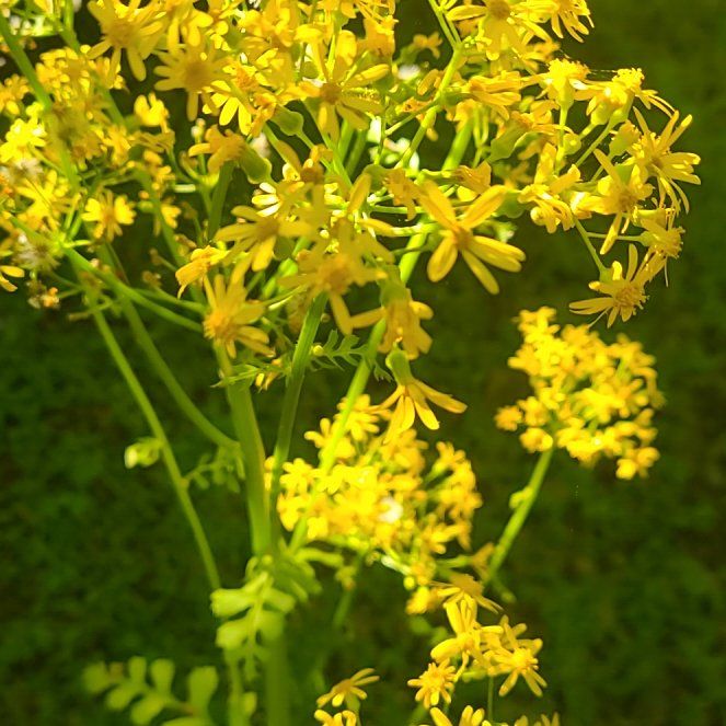 Photo of the plant species Butterweed by @DefiantFern30 named Naomi on Greg, the plant care app