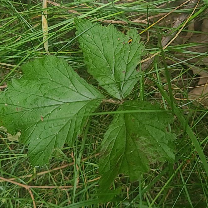 Photo of the plant species Geum Urbanum by @DefiantFern30 named Wall-E on Greg, the plant care app
