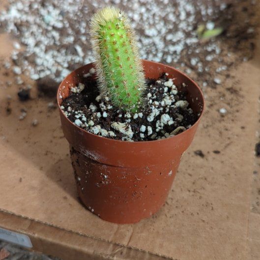 Photo of the plant species Crested Golden Rat Tail by @Haloid2010 named Elle on Greg, the plant care app