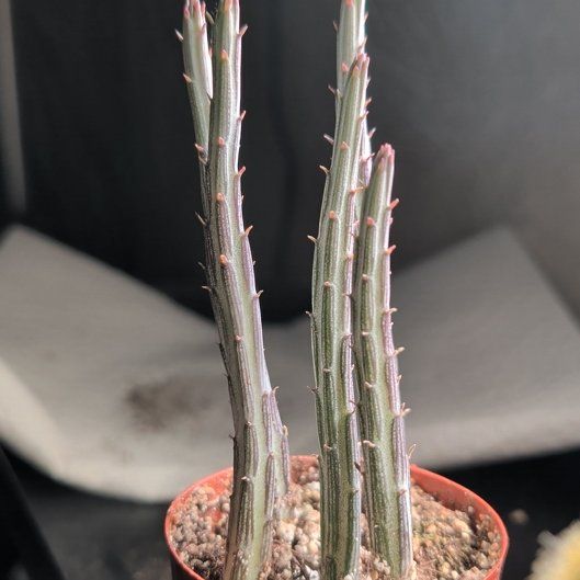 Photo of the plant species Candelilla by @Haloid2010 named Sproutacus on Greg, the plant care app