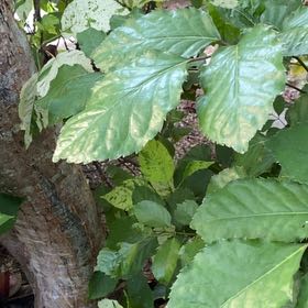 Photo of the plant species Dwarf Beech by @ProGinger82 named Elina on Greg, the plant care app