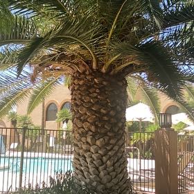 Photo of the plant species Canary Island Date Palm by @ProGinger82 named Sproutacus on Greg, the plant care app