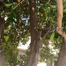 Photo of the plant species Jackfruit by @ProGinger82 named Athena on Greg, the plant care app