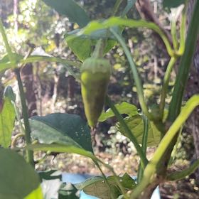 Photo of the plant species Hot Banana Pepper by @BigPawpaw5 named McKinley on Greg, the plant care app