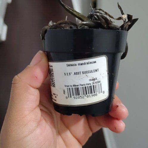 Photo of the plant species Blue Chalk Stick by @CalmPurei46 named Surya on Greg, the plant care app