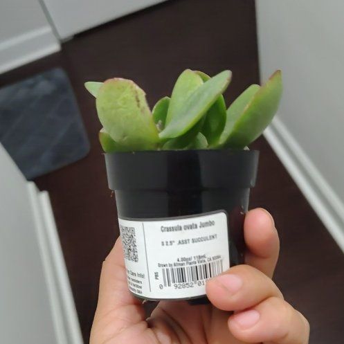 Photo of the plant species Jade.plant by @CalmPurei46 named Messi on Greg, the plant care app