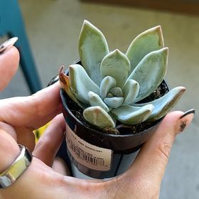 Photo of the plant species Pachyveria 'Powder Puff' by @ItsChloeNicole named Coco on Greg, the plant care app