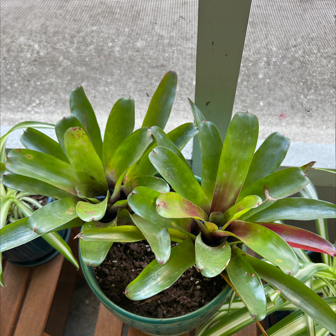 Photo of the plant species Neoregelia 'Fireball' by @ItsChloeNicole named Kendall on Greg, the plant care app
