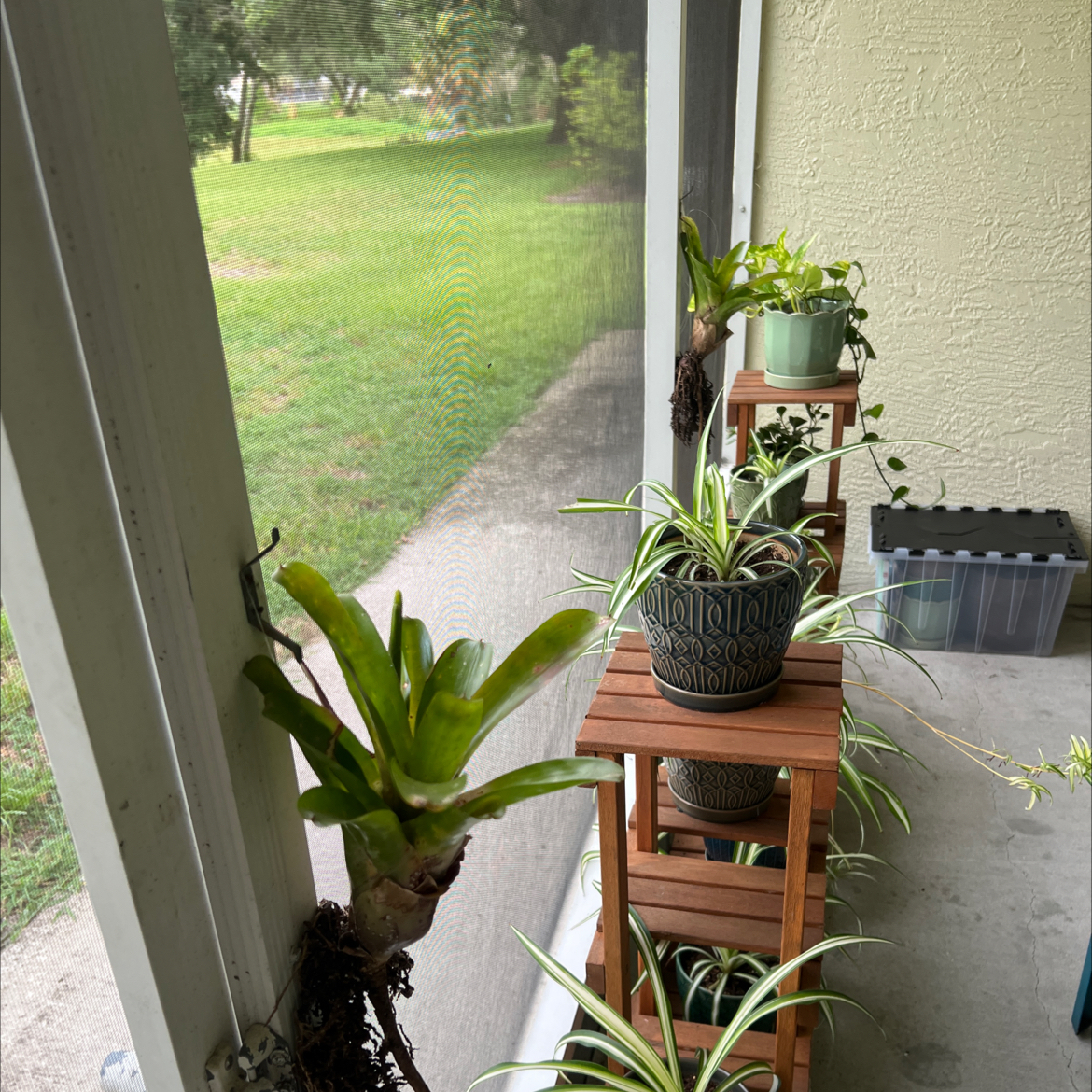Photo of the plant species Neoregelia 'Fireball' by @ItsChloeNicole named Kendall on Greg, the plant care app