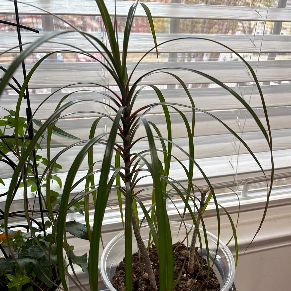 Photo of the plant species marginata cane by @FullGardenia91 named Darcy on Greg, the plant care app