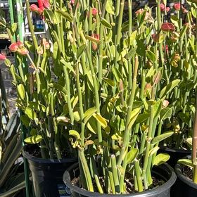 Photo of the plant species Pedilanthus bracteatus by @NewKoa13 named Terra on Greg, the plant care app