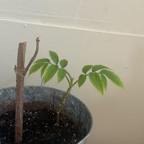 Photo of the plant species Black Elderberry by @RoundPapaya67 named James Dean on Greg, the plant care app