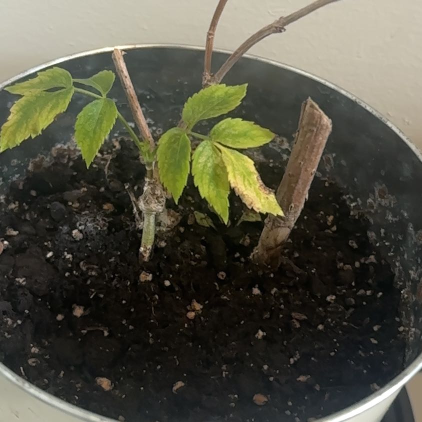 Photo of the plant species Black Elderberry by @RoundPapaya67 named Prince on Greg, the plant care app