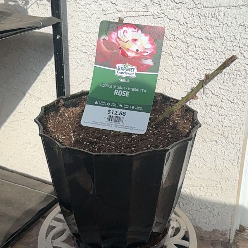 Photo of the plant species Hybrid Tea Rose by @WinOtanthus96 named Figyonce on Greg, the plant care app