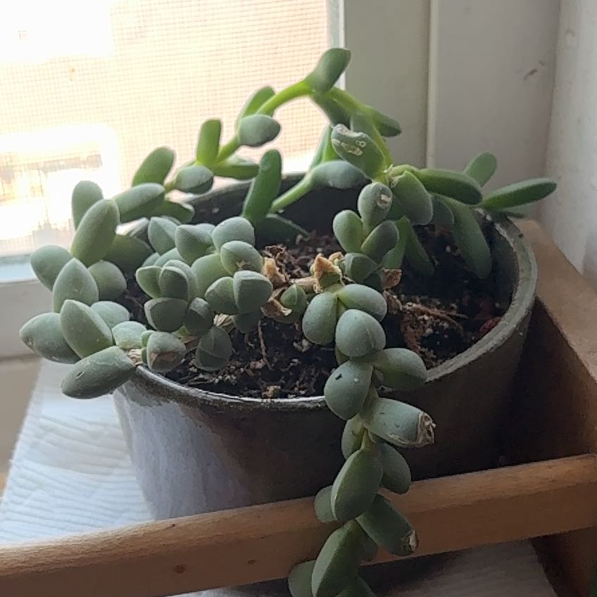 Photo of the plant species Beads Lampranthus by @KeyWodyetia77 named Sherlock on Greg, the plant care app