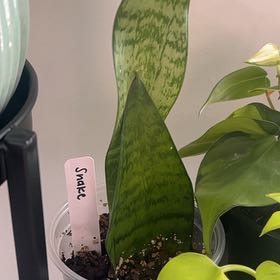 Photo of the plant species Sansevieria by @EntirelyHeather named Lebron on Greg, the plant care app