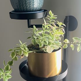 Photo of the plant species Mezoo Trailing Red by @EntirelyHeather named Sigmund on Greg, the plant care app