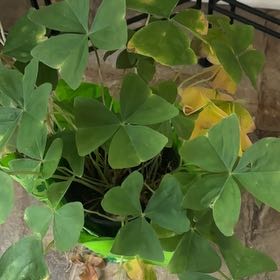 Photo of the plant species Broadleaf Woodsorrel by @HeroSedum80 named Luna on Greg, the plant care app