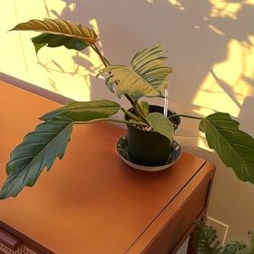 Photo of the plant species choco empress by @PoliteJitterbug named Baesil on Greg, the plant care app